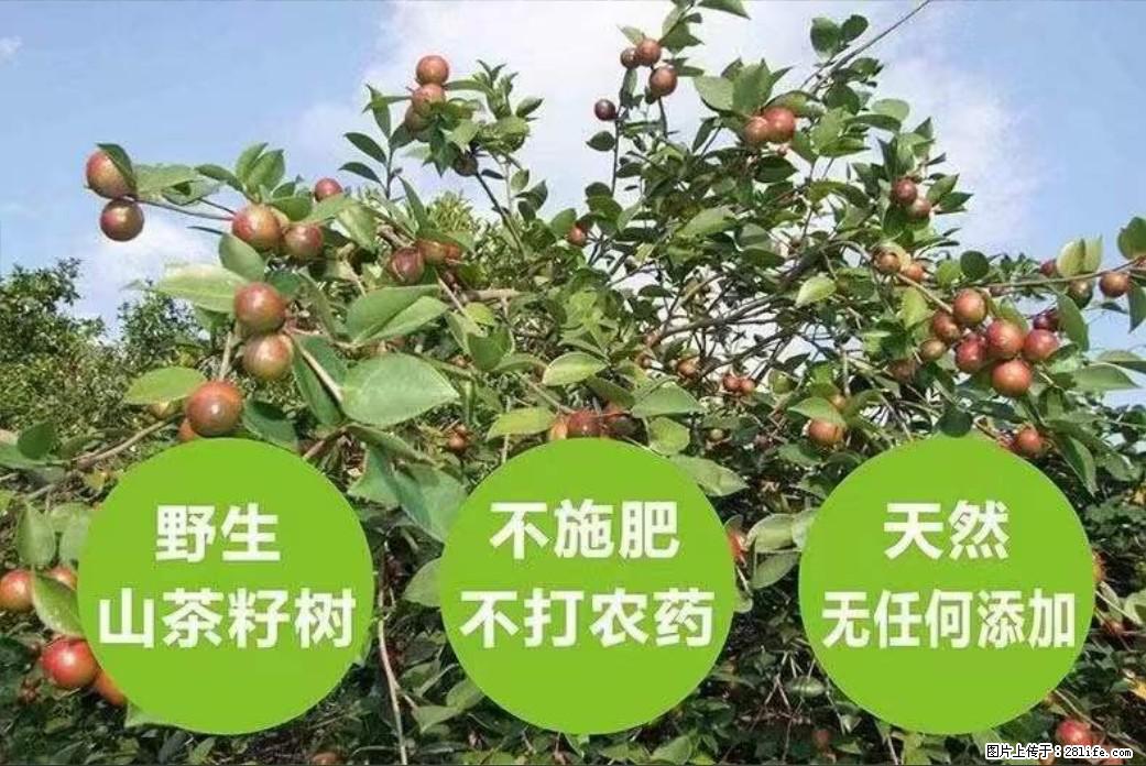 【灌阳县油茶产业示范区】一个有着充实的精神生活的人，对待身外之物自会有一种淡泊的态度 - 土特产 - 饮食特产 - 防城港分类信息 - 防城港28生活网 fcg.28life.com