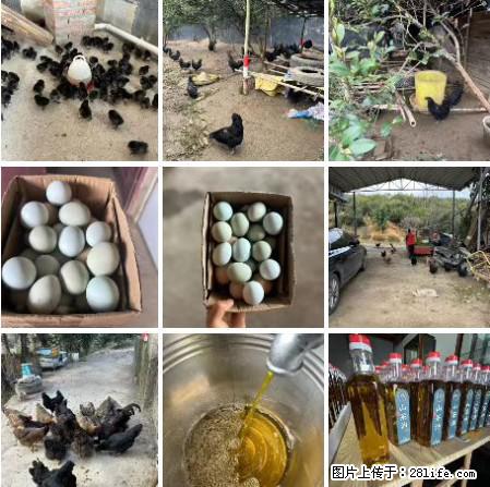 油茶园从小鸡仔开始养起的纯土鸡、土鸡蛋可以预定啦!还有前几天刚榨的纯山茶油哦 - 土特产 - 饮食特产 - 防城港分类信息 - 防城港28生活网 fcg.28life.com