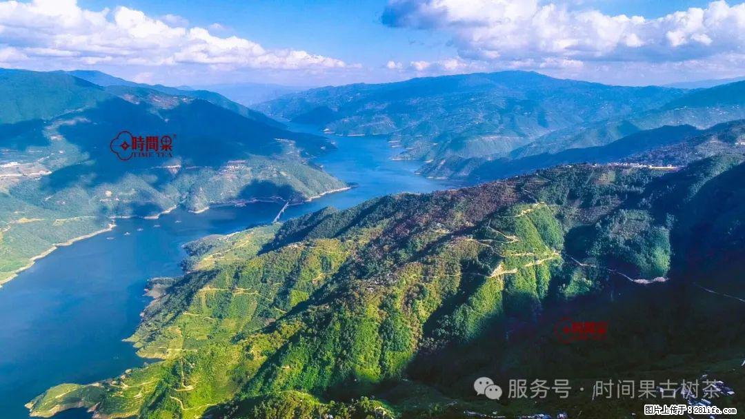 时间果百年古树龙珠普洱生茶 - 购物交流 - 防城港生活社区 - 防城港28生活网 fcg.28life.com
