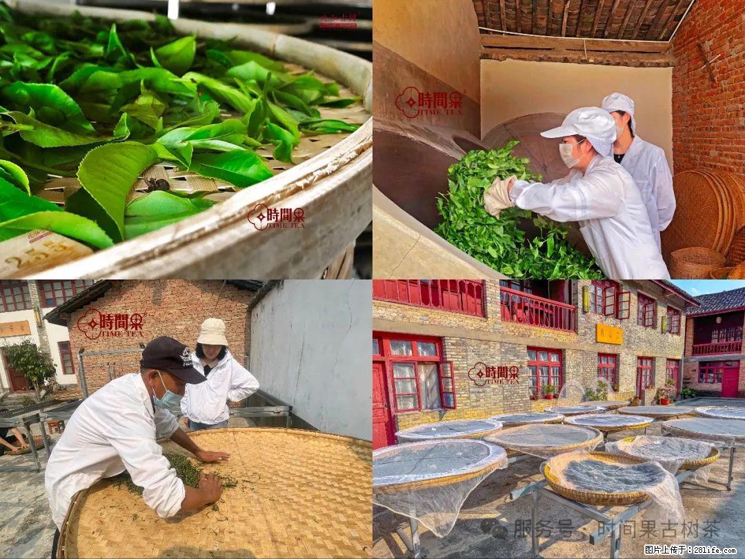 时间果百年古树龙珠普洱生茶 - 购物交流 - 防城港生活社区 - 防城港28生活网 fcg.28life.com