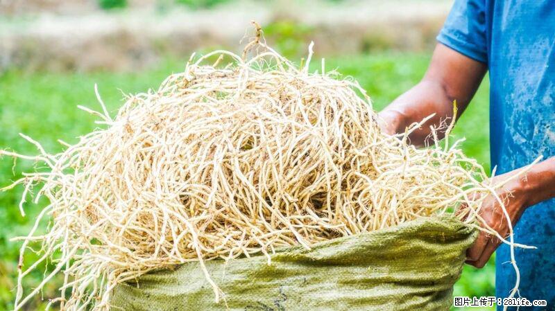 堪称“最难吃”的蔬菜，却是 “抗辐射神器”，还能护肺、清热、止咳化痰！ - 防城港生活资讯 - 防城港28生活网 fcg.28life.com