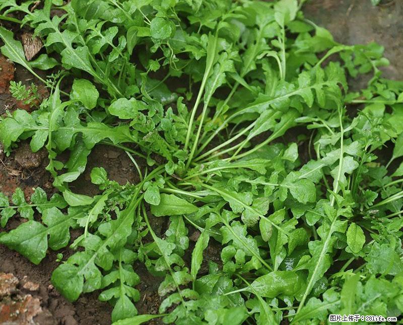 这些蔬菜是“天然钙片”，这6种被医生重点推荐 - 防城港生活资讯 - 防城港28生活网 fcg.28life.com