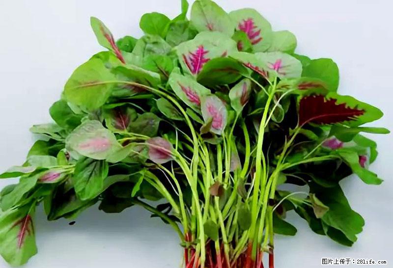 这些蔬菜是“天然钙片”，这6种被医生重点推荐 - 防城港生活资讯 - 防城港28生活网 fcg.28life.com