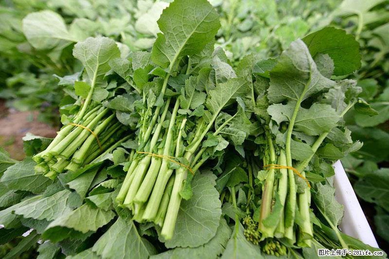 这些蔬菜是“天然钙片”，这6种被医生重点推荐 - 防城港生活资讯 - 防城港28生活网 fcg.28life.com